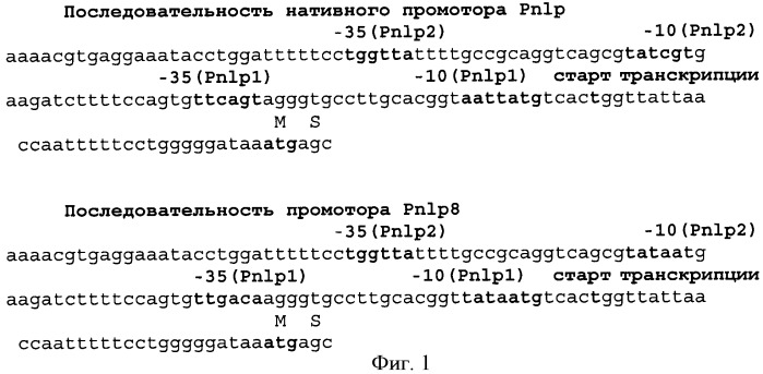 Способ получения l-цистеина, l-цистина, s-сульфоцистеина или тиазолидинового производного l-цистеина, или их смеси с использованием бактерии семейства enterobacteriaceae (патент 2458982)