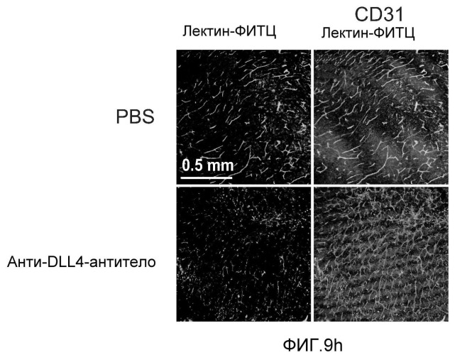 Антитела против dll4 и способы их применения (патент 2415869)