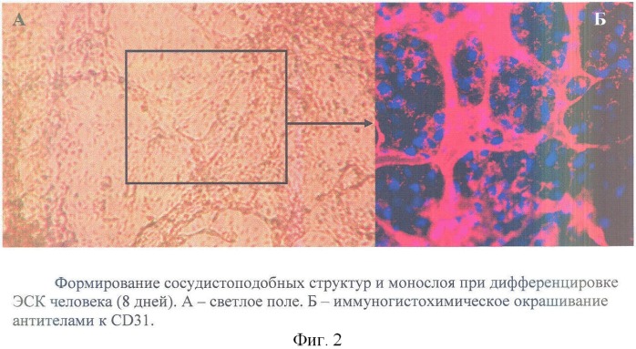Способ получения эндотелиальных клеток из эмбриональных стволовых клеток человека (варианты) (патент 2359030)