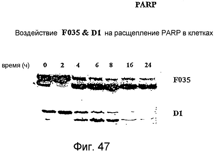 Ингибирование nf- b композициями тритерпенов (патент 2288706)