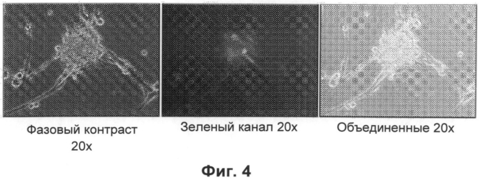 Конверсия соматических клеток в индуцированные репрограмированные нейрональные стволовые клетки (ирнск) (патент 2562111)