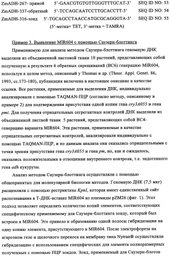 Вариант кукурузы mir604 (патент 2351122)
