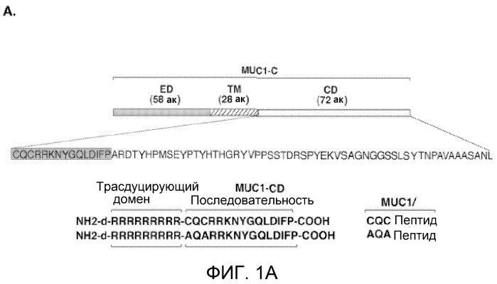 Пептиды цитоплазматического домена белка muc-1 в качестве ингибиторов раковых заболеваний (патент 2539832)
