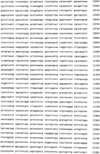 Бактериофаг, обладающий активностью против pseudomonas aeruginosa, белки бактериофага и способы их применения (патент 2580248)