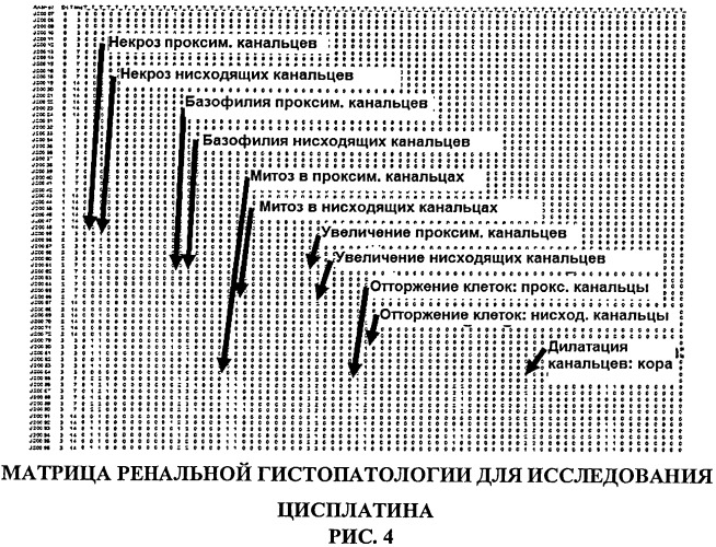 Биомаркеры и биомаркерные признаки почечной сохранности, обладающие предсказательной силой, для использования в мониторинге состояния почек (патент 2519148)
