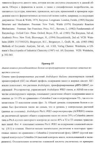 Молекулы нуклеиновых кислот, кодирующие wrinkled1-подобные полипептиды, и способы их применения в растениях (патент 2385347)