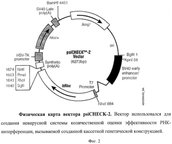 Кассетная генетическая конструкция, экспрессирующая три биологически активные siphk, эффективно атакующие транскрипты вируса иммунодефицита человека и гена ccr5 с помощью phk-интерференции (патент 2425150)