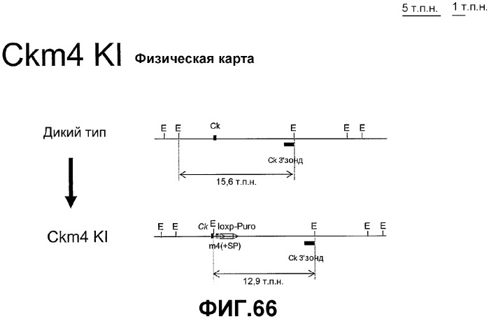 Желудочно-кишечный пролиферативный фактор и его применения (патент 2343158)