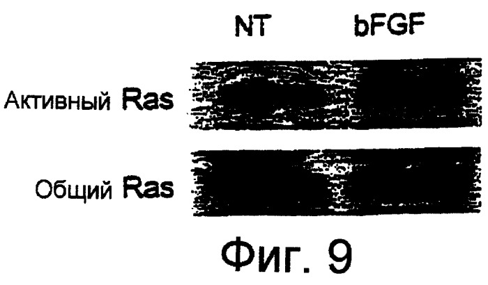 Способы и композиции, применимые для модуляции ангиогенеза с использованием протеинкиназы raf и ras (патент 2257911)