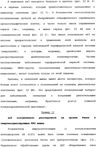 Ее3-семейство белков и соответствующие днк-последовательности (патент 2333918)