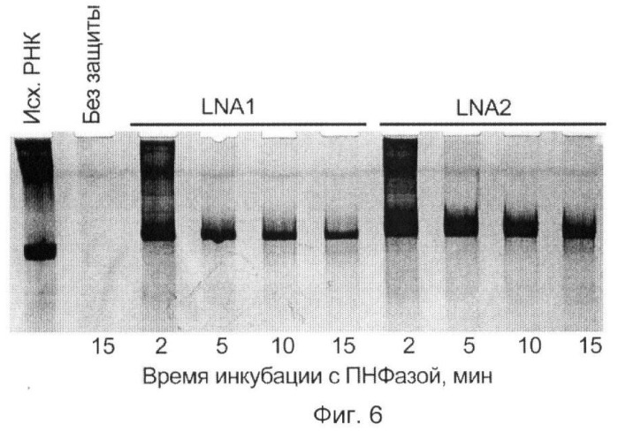Способ повышения специфичности обратной транскрипции (патент 2459872)