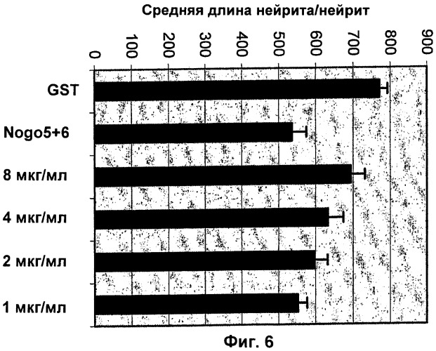 Nogo-a-нейтрализующие иммуноглобулины для лечения неврологических заболеваний (патент 2362780)