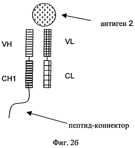 Биспецифические антигенсвязывающие белки (патент 2573914)