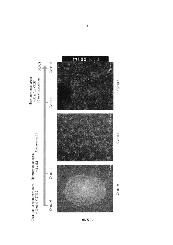 Способ дифференциации плюрипотентных стволовых клеток в клетки сосудистого русла (патент 2618871)
