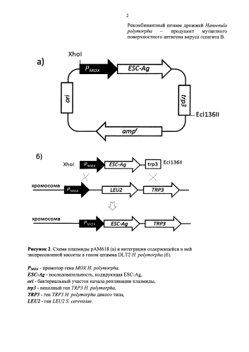 Рекомбинантный штамм дрожжей hansenula polymorpha - продуцент мутантного поверхностного антигена вируса гепатита в (варианты) (патент 2586513)