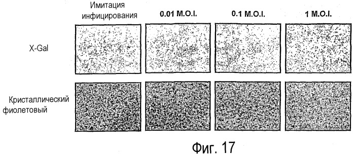 Применение вируса миксомы для терапевтического лечения рака и хронической вирусной инфекции (патент 2362584)