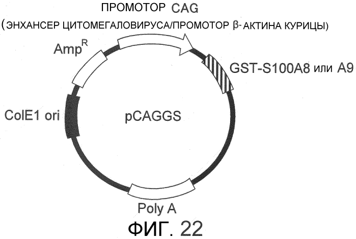 Способ сбора функциональных клеток in vivo с высокой эффективностью (патент 2571230)