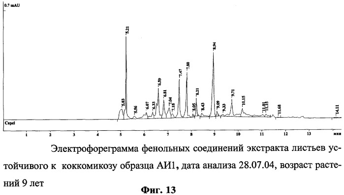 Способ определения устойчивых к коккомикозу форм вишни и черешни (патент 2316951)