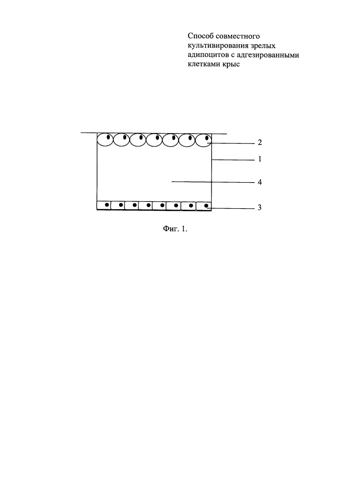 Способ совместного культивирования зрелых адипоцитов с клетками крыс (патент 2646122)