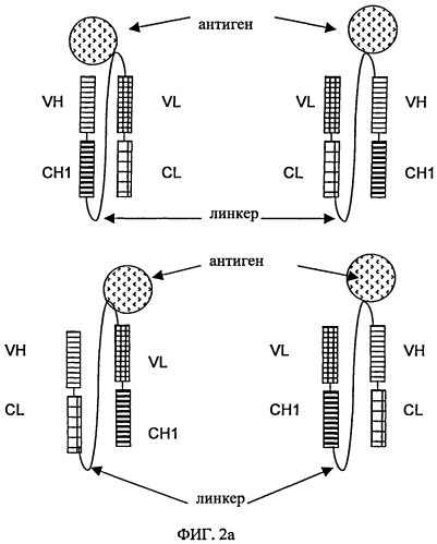 Три- или тетраспецифические антитела (патент 2570633)
