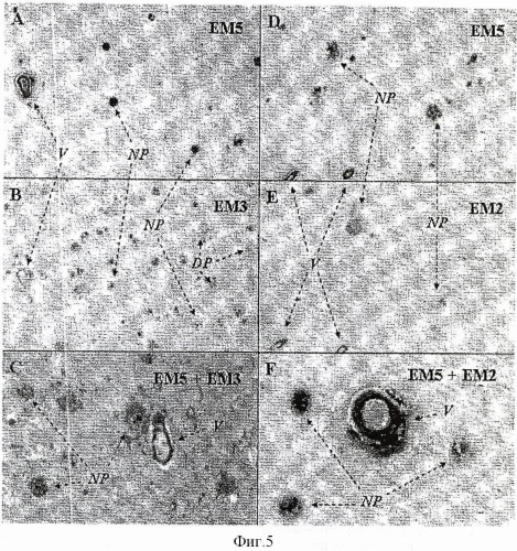 Способ in vitro-диагностики болезни альцгеймера с помощью моноклонального антитела (патент 2416619)