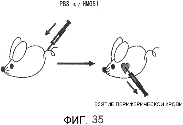 Способ сбора функциональных клеток in vivo с высокой эффективностью (патент 2571230)