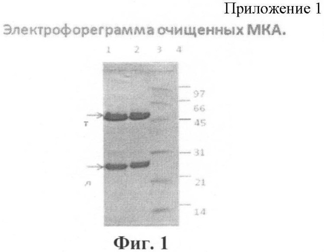 Штамм гибридных клеток животного mus musculus l. - продуцент моноклональных антител для выявления белка vp40 вируса марбург (штамм рорр) (варианты), моноклональное антитело, продуцируемое штаммом (варианты), набор для иммуноферментной тест-системы формата &quot;сэндвич&quot; для выявления матриксного белка vp40 вируса марбург (штамм рорр) (патент 2395575)