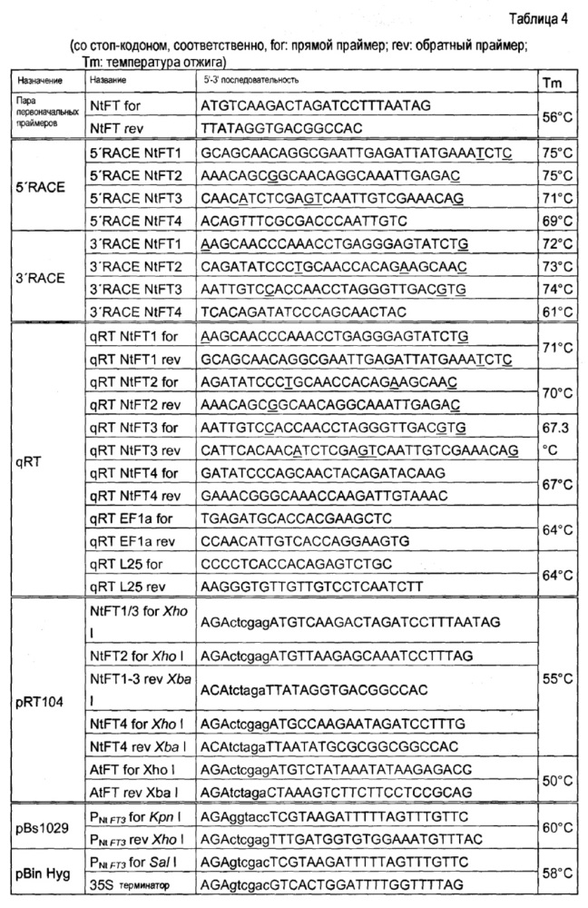 Последовательности нуклеиновых кислот и пептиды/белки семейства ft, обусловливающие свойства подавления цветения у трансформированных ими растений табака и трансгенных растений (патент 2644685)