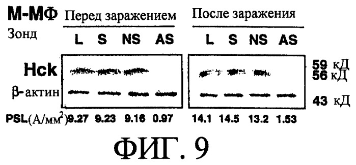 Лекарственное средство для подавления заражения и пролиферации вируса иммунодефицита человека (патент 2250770)