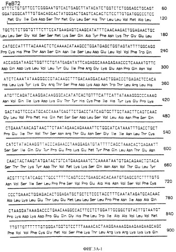 Нуклеиновые кислоты, кодирующие рецептор ctla-4 кошки, вектор, клетки-хозяева, вакцины, олигонуклеотиды, полипептиды ctla-4 кошки и способы индукции и подавления иммунного ответа у кошки (патент 2377302)