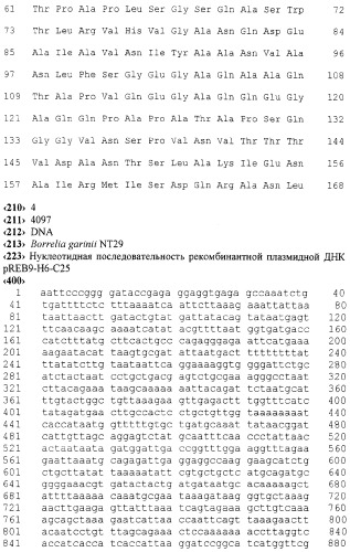 Рекомбинантная плазмидная днк, обеспечивающая синтез иммунодоминантного белка borrelia garinii, используемого для диагностики лайм-боррелиоза (варианты) (патент 2260047)