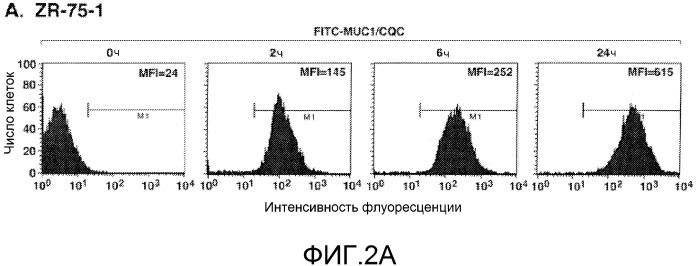 Пептиды цитоплазматического домена белка muc-1 в качестве ингибиторов раковых заболеваний (патент 2539832)