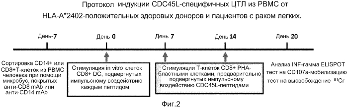 Пептиды cdc45l и вакцины, включающие таковые (патент 2562160)