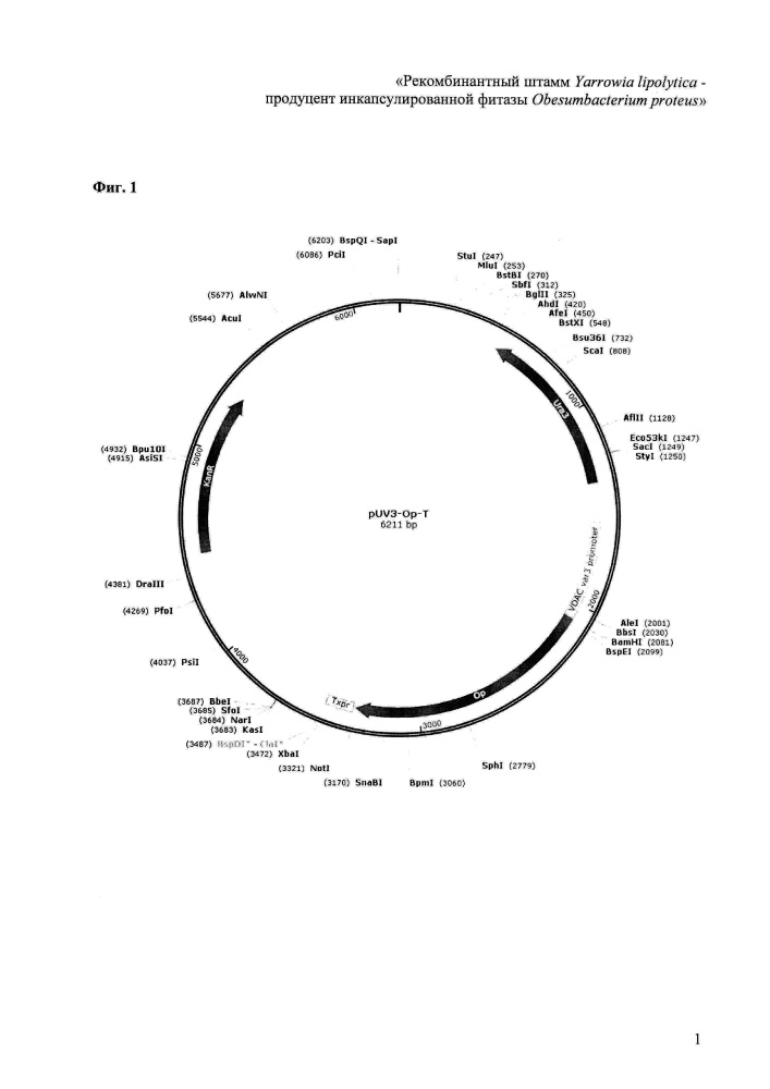 Рекомбинантный штамм yarrowia lipolytica - продуцент инкапсулированной фитазы obesumbacterium proteus (патент 2664476)