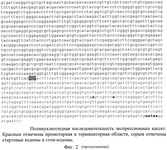 Новый рекомбинантный штамм (варианты) мицелиального гриба penicillium verruculosum и ферментный препарат (варианты), предназначенный для гидролиза плодово-ягодного сырья, и способ его получения (патент 2574206)