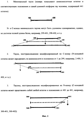 Конформационно аномальные формы белков тау и специфические антитела к ним (патент 2299889)