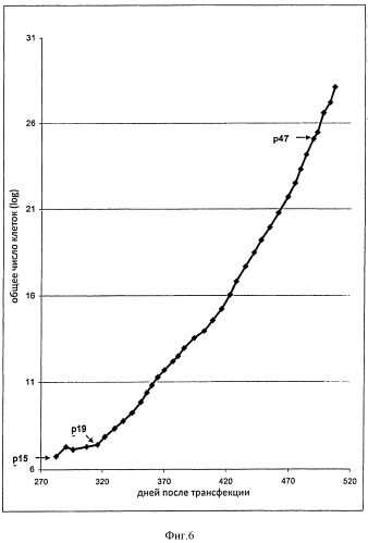 Способ продуцирования и очистки ортопоксвируса (патент 2560976)
