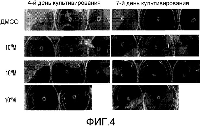 Препарат для местного нанесения на кожу, содержащий производное флаванона (патент 2420264)