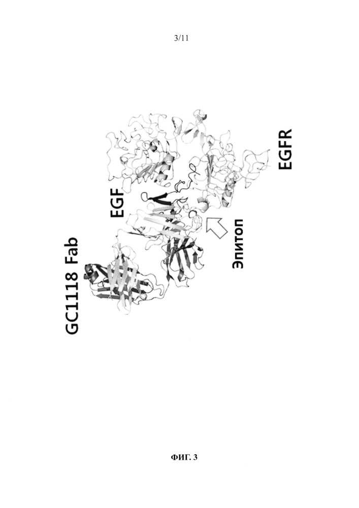Эпитопы поверхностного антигена рецептора эпидермального фактора роста и их применение (патент 2650770)