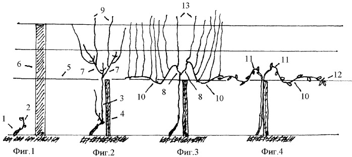 Способ ведения виноградного куста (патент 2361389)