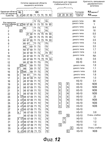 Анти-cd79b антитела и иммуноконъюгаты и способы их применения (патент 2553566)