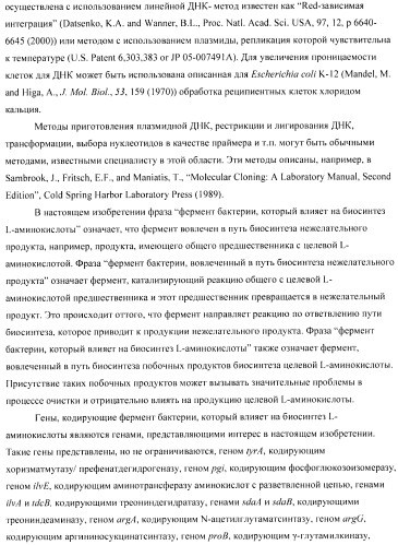 Способ получения аминокислот с использованием бактерии, принадлежащей к роду escherichia (патент 2396336)