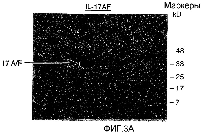 Гетеродимерные полипептиды il-17 a/f и возможности их лечебного применения (патент 2440134)
