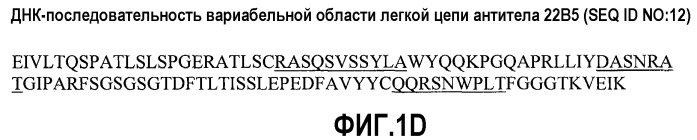 Антитела против альфа5-бета 1 и их применение (патент 2528736)
