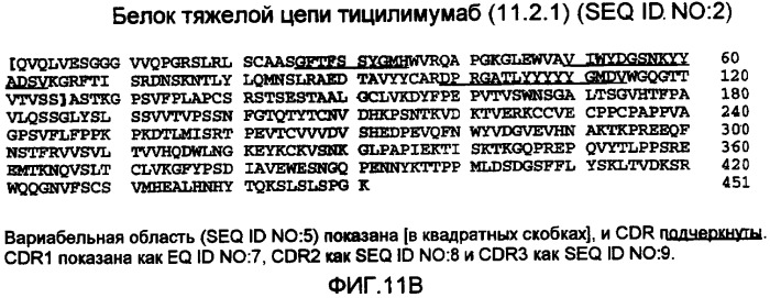 Композиция антител против ctla-4 (патент 2356579)