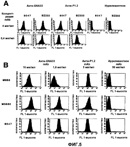 Моноклональное антитело, направленное против gna33 пептида, и его применение (патент 2355704)