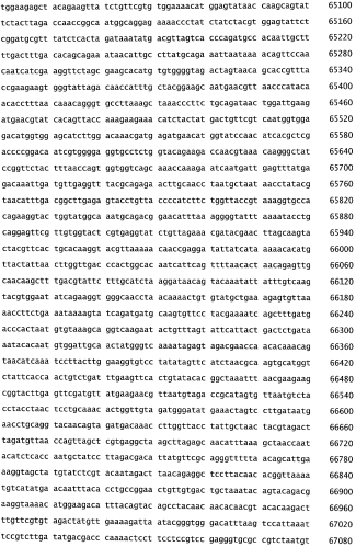 Бактериофаг, обладающий активностью против pseudomonas aeruginosa, белки бактериофага и способы их применения (патент 2580248)