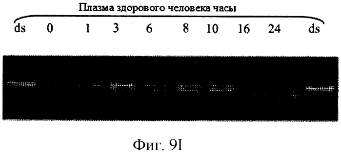 Модуляция экспрессии hsp47 (патент 2575056)