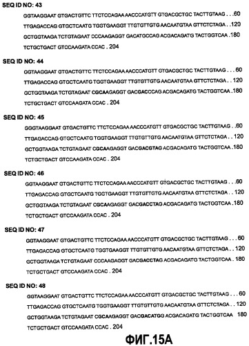 Полипептид, селективный по отношению к интегрину  v 3, способ его получения, кодирующий его полинуклеотид, композиция, содержащая данный полипептид, и способ лечения и профилактики (патент 2477727)