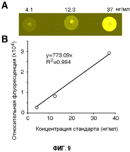 Способ диагностики аллергических реакций (патент 2536291)